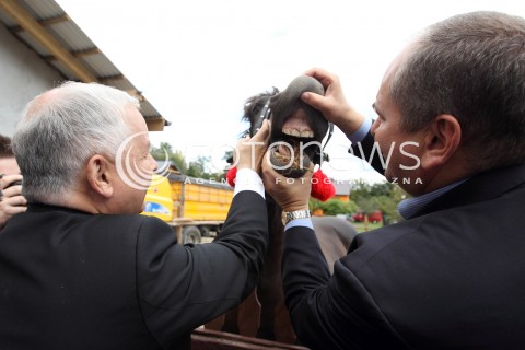  05.09.2013 PASZCZYNA<br />PREZES PIS JAROSLAW KACZYNSKI NA PODKARPACIU<br />SPOTKANIE W GOSPODARSTWIE ROLNYM W PASZCZYNIE KOLO DEBICY<br />WSPIERA SWOJEGO KANDYDATA NA SENATORA ZDZISLAWA PUPE<br />N/Z JAROSLAW KACZYNSKI I ZDZISLAW PUPA SPRAWDZAJA UZEBIENIE U KONIA KON <br /> 