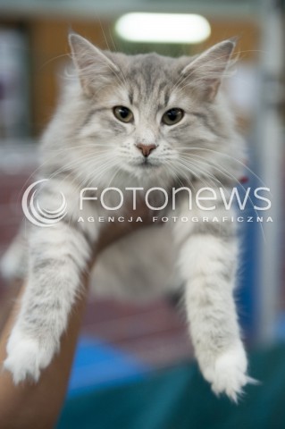  12.01.2014 WARSZAWA<br />WYSTAWA KOTOW RASOWYCH W WARSZAWIE<br />N/Z KOT<br /> 