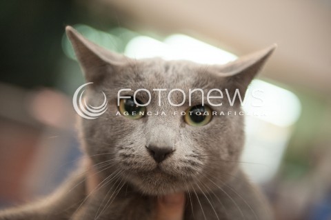  12.01.2014 WARSZAWA<br />WYSTAWA KOTOW RASOWYCH W WARSZAWIE<br />N/Z KOT<br /> 