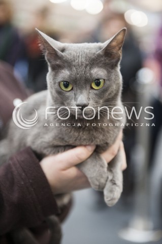  12.01.2014 WARSZAWA<br />WYSTAWA KOTOW RASOWYCH W WARSZAWIE<br />N/Z KOT<br /> 