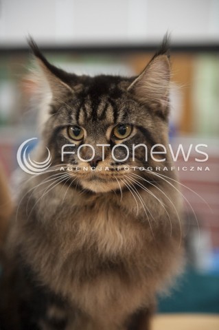  12.01.2014 WARSZAWA<br />WYSTAWA KOTOW RASOWYCH W WARSZAWIE<br />N/Z KOT<br /> 
