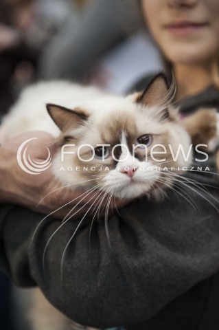  12.01.2014 WARSZAWA<br />WYSTAWA KOTOW RASOWYCH W WARSZAWIE<br />N/Z KOT<br /> 