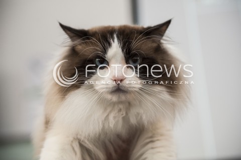  12.01.2014 WARSZAWA<br />WYSTAWA KOTOW RASOWYCH W WARSZAWIE<br />N/Z KOT<br /> 