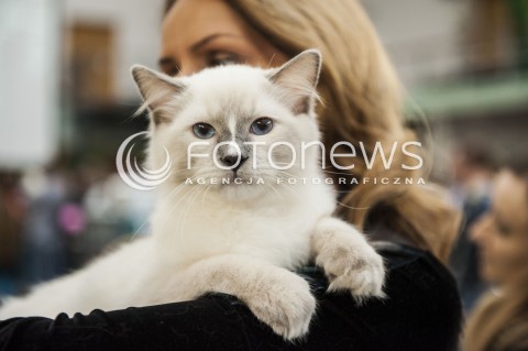  12.01.2014 WARSZAWA<br />WYSTAWA KOTOW RASOWYCH W WARSZAWIE<br />N/Z KOT<br /> 