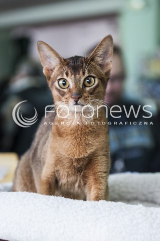  12.01.2014 WARSZAWA<br />WYSTAWA KOTOW RASOWYCH W WARSZAWIE<br />N/Z KOT<br /> 