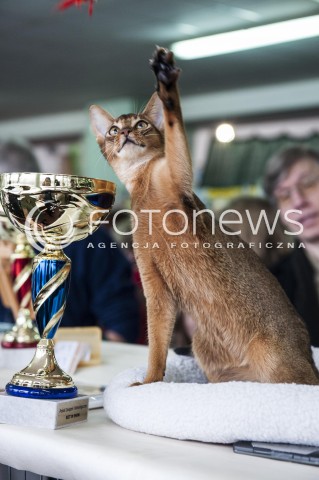  12.01.2014 WARSZAWA<br />WYSTAWA KOTOW RASOWYCH W WARSZAWIE<br />N/Z KOT<br /> 