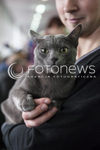  12.01.2014 WARSZAWA<br />WYSTAWA KOTOW RASOWYCH W WARSZAWIE<br />N/Z KOT<br /> 