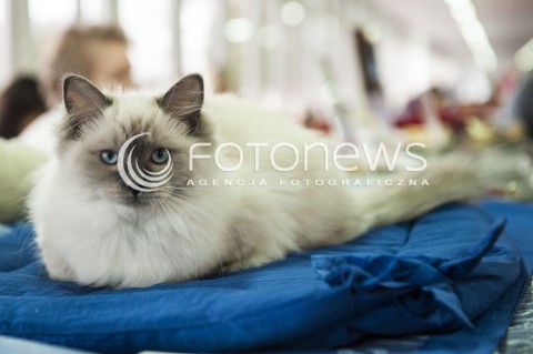  12.01.2014 WARSZAWA<br />WYSTAWA KOTOW RASOWYCH W WARSZAWIE<br />N/Z KOT<br /> 