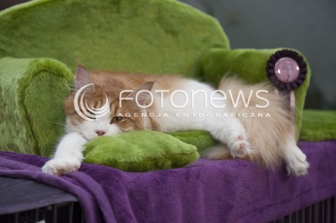  12.01.2014 WARSZAWA<br />WYSTAWA KOTOW RASOWYCH W WARSZAWIE<br />N/Z KOT<br /> 