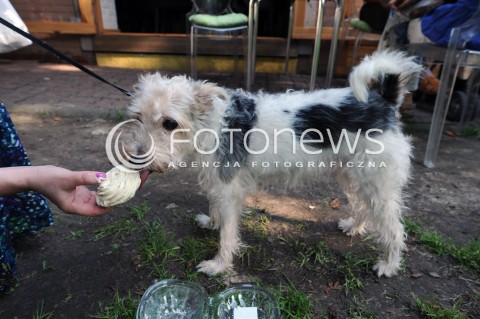  08.06.2013 WARSZAWA<br />W WARSZAWIE POWSTALA PIERWSZA LODZIARNIA DLA PSOW - LIMONI DOG<br />N/Z PIES KONSUMUJACY LODY<br /> 