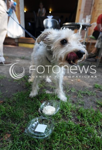  08.06.2013 WARSZAWA<br />W WARSZAWIE POWSTALA PIERWSZA LODZIARNIA DLA PSOW - LIMONI DOG<br />N/Z PIES KONSUMUJACY LODY<br /> 