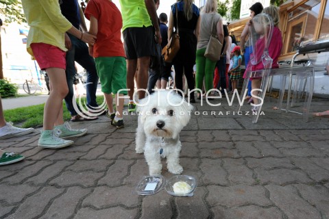  08.06.2013 WARSZAWA<br />W WARSZAWIE POWSTALA PIERWSZA LODZIARNIA DLA PSOW - LIMONI DOG<br />N/Z PIES KONSUMUJACY LODY<br /> 