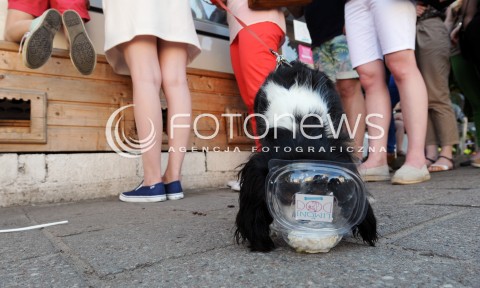  08.06.2013 WARSZAWA<br />W WARSZAWIE POWSTALA PIERWSZA LODZIARNIA DLA PSOW - LIMONI DOG<br />N/Z PIES KONSUMUJACY LODY<br /> 