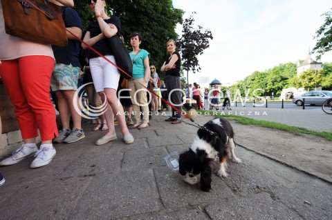  08.06.2013 WARSZAWA<br />W WARSZAWIE POWSTALA PIERWSZA LODZIARNIA DLA PSOW - LIMONI DOG<br />N/Z PIES KONSUMUJACY LODY<br /> 