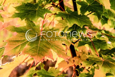  18.10.2016 MAZOWSZE <br />ZDJECIE ILUSTRACYJNE <br />JESIENNE KOLORY <br />N/Z JESIENNE LISCIE KLONU<br /> 