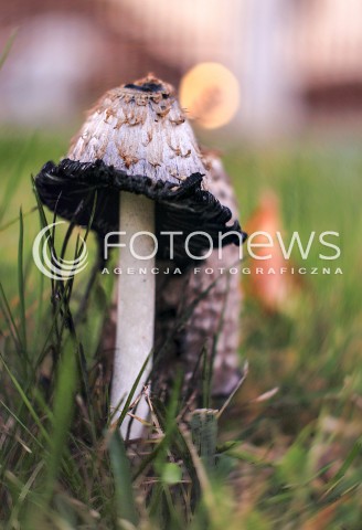  18.10.2016 MAZOWSZE <br />ZDJECIE ILUSTRACYJNE <br />CZAS NA GRZYBY<br />N/Z NIEJADAKNY GRZYB CZERNIDLAK<br /> 