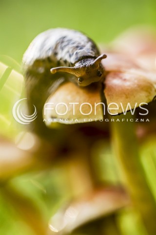  18.10.2016 MAZOWSZE <br />ZDJECIE ILUSTRACYJNE <br />SLIMAK I GRZYB<br />N/Z SLIMAK NAGI NA GRZYBIE NIEJADALNYM<br /> 