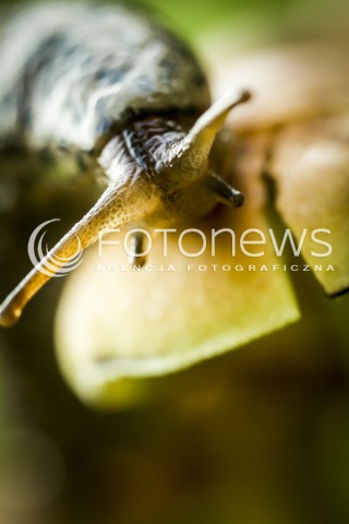  18.10.2016 MAZOWSZE <br />ZDJECIE ILUSTRACYJNE <br />SLIMAK I GRZYB<br />N/Z SLIMAK NAGI NA GRZYBIE<br /> 