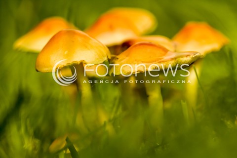  18.10.2016 MAZOWSZE <br />ZDJECIE ILUSTRACYJNE <br />CZAS NA GRZYBY<br />N/Z NIEJADALNY GRZYB TWARDZIOSZEK PRZYDROZNY<br /> 