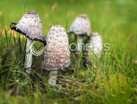  18.10.2016 MAZOWSZE <br />ZDJECIE ILUSTRACYJNE <br />CZAS NA GRZYBY<br />N/Z NIEJADALNE GRZYBY CZERNIDLAK<br /> 