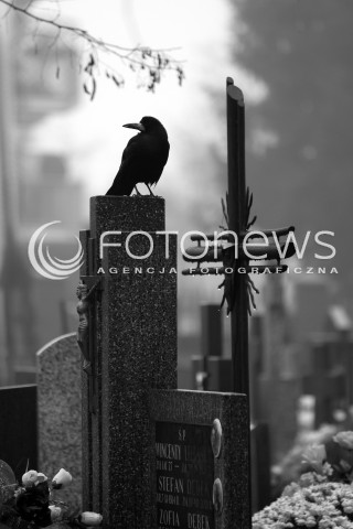  23.10.2016 CMENTARZ KOMUNALNY W PIASECZNIE<br />ZDJECIE ILUSTRACYJNE<br />N/Z WRONA SIEDZI NA NAGROBKU NA CMENTARZU KOMUNALNYM W PIASECZNIE<br /> 