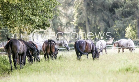  08.08.2017 JANOW PODLASKI<br />STADNINA KONI <br />ZDJECIE ILUSTRACYJNE<br />N/Z GRUPA PASACYCH SIE KONI NA TERENIE STADNINY  <br /> 