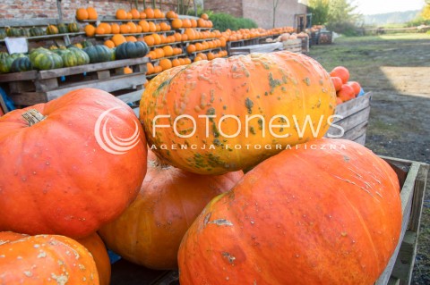 29.10.2017 LESZNOWOLA <br />PRZYDROZNA SPRZEDAZ PLODOW ROLNYCH PRZEZ ROLNIKOW <br />ZDJECIE ILUSTRACYJNE <br />N/Z WYSTAWIONE NA SPRZEDAZ KOLOROWE DYNIE PAPRYKA CZOSNEK I SWOJSKA KAPUSTA<br /> 