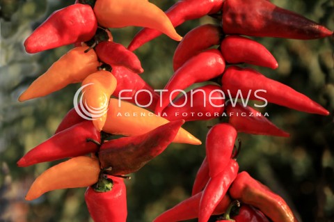  29.10.2017 LESZNOWOLA <br />PRZYDROZNA SPRZEDAZ PLODOW ROLNYCH PRZEZ ROLNIKOW <br />ZDJECIE ILUSTRACYJNE <br />N/Z WYSTAWIONE NA SPRZEDAZ KOLOROWE DYNIE PAPRYKA CZOSNEK I SWOJSKA KAPUSTA<br /> 