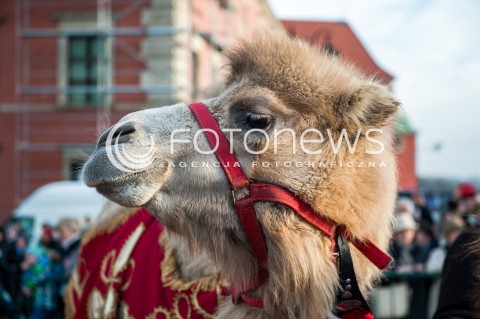  06.01.2018 WARSZAWA<br />ORSZAK TRZECH KROLI<br />N/Z WIELBLAD<br /> 