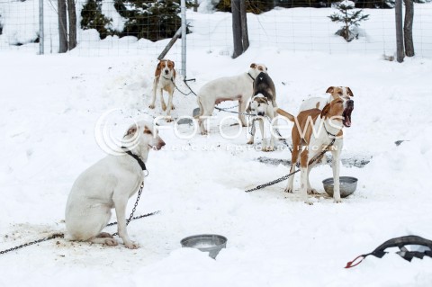  16.02.2018 LUTOWISKA BIESZCZADY <br />WYSCIGI PSICH ZAPRZEGOW " W KRAINIE WILKA " W BIESZCZADACH <br />N/Z PSY PO ZAWODACH <br /> 