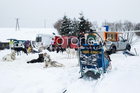  16.02.2018 LUTOWISKA BIESZCZADY <br />WYSCIGI PSICH ZAPRZEGOW " W KRAINIE WILKA " W BIESZCZADACH <br />N/Z PSY PO ZAWODACH <br /> 