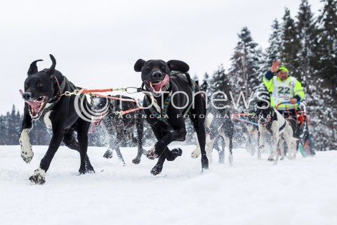  16.02.2018 LUTOWISKA BIESZCZADY <br />WYSCIGI PSICH ZAPRZEGOW " W KRAINIE WILKA " W BIESZCZADACH <br />N/Z PSI ZAPRZEG <br /> 