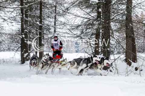  16.02.2018 LUTOWISKA BIESZCZADY <br />WYSCIGI PSICH ZAPRZEGOW " W KRAINIE WILKA " W BIESZCZADACH <br />N/Z PSI ZAPRZEG <br /> 