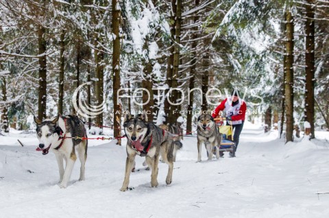  16.02.2018 LUTOWISKA BIESZCZADY <br />WYSCIGI PSICH ZAPRZEGOW " W KRAINIE WILKA " W BIESZCZADACH <br />N/Z PSI ZAPRZEG <br /> 