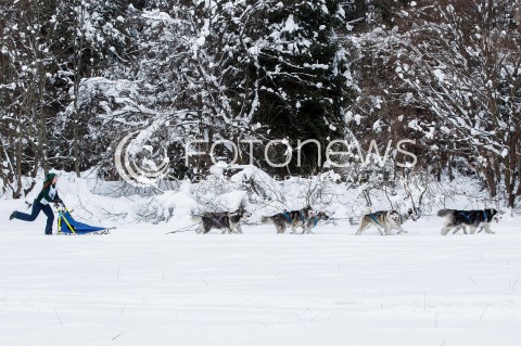  16.02.2018 LUTOWISKA BIESZCZADY <br />WYSCIGI PSICH ZAPRZEGOW " W KRAINIE WILKA " W BIESZCZADACH <br />N/Z PSI ZAPRZEG <br /> 