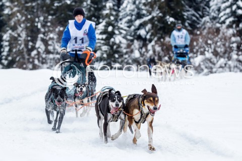  16.02.2018 LUTOWISKA BIESZCZADY <br />WYSCIGI PSICH ZAPRZEGOW " W KRAINIE WILKA " W BIESZCZADACH <br />N/Z PSI ZAPRZEG <br /> 