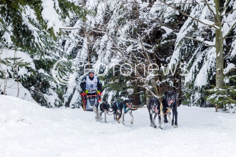  16.02.2018 LUTOWISKA BIESZCZADY <br />WYSCIGI PSICH ZAPRZEGOW " W KRAINIE WILKA " W BIESZCZADACH <br />N/Z PSI ZAPRZEG <br /> 