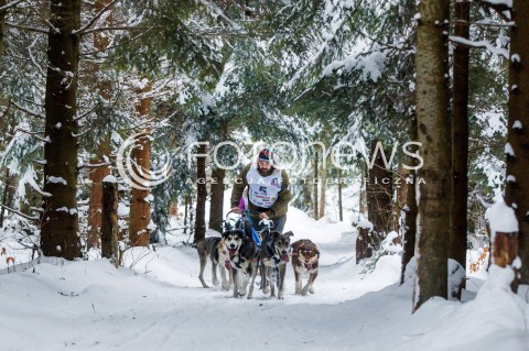 Wyścigi psich zaprzęgów w Bieszczadach