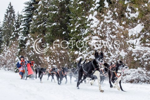 16.02.2018 LUTOWISKA BIESZCZADY <br />WYSCIGI PSICH ZAPRZEGOW " W KRAINIE WILKA " W BIESZCZADACH <br />N/Z PSI ZAPRZEG <br /> 