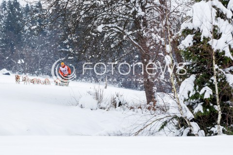  16.02.2018 LUTOWISKA BIESZCZADY <br />WYSCIGI PSICH ZAPRZEGOW " W KRAINIE WILKA " W BIESZCZADACH <br />N/Z PSI ZAPRZEG <br /> 