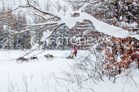  16.02.2018 LUTOWISKA BIESZCZADY <br />WYSCIGI PSICH ZAPRZEGOW " W KRAINIE WILKA " W BIESZCZADACH <br />N/Z PSI ZAPRZEG <br /> 