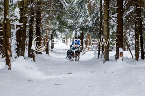  16.02.2018 LUTOWISKA BIESZCZADY <br />WYSCIGI PSICH ZAPRZEGOW " W KRAINIE WILKA " W BIESZCZADACH <br />N/Z PSI ZAPRZEG <br /> 