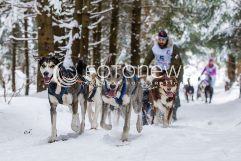 16.02.2018 LUTOWISKA BIESZCZADY <br />WYSCIGI PSICH ZAPRZEGOW " W KRAINIE WILKA " W BIESZCZADACH <br />N/Z PSI ZAPRZEG <br /> 