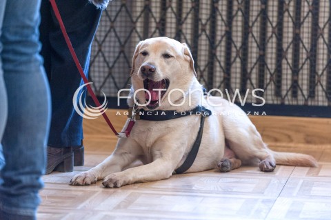  27.02.2018 WARSZAWA SEJM <br />POSIEDZENIE SEJMU<br />N/Z PIES PRZEWODNIK W SEJMIE<br /> 