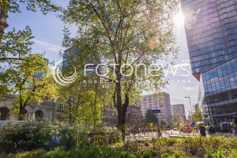  19.04.2018 WARSZWA PLAC GRZYBOWSKI<br />75 ROCZNICA WYBUCHU POWSTANIA W GETCIE WARSZAWSKIM<br />ODSLONIECIE DRZEWA LEZ NA PLACU GRZYBOWSKIM<br />N/Z WIERZBA PLACZACA NA PLACU GRZYBOWSKIM<br /> 