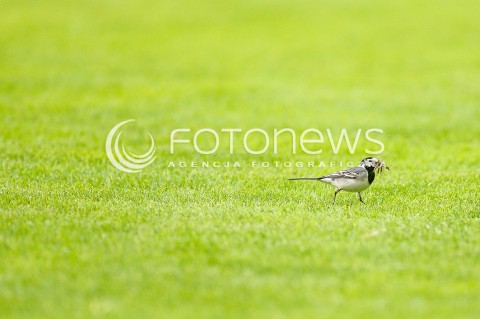  19.05.2018 GDYNIA<br />PILKA NOZNA - EKSTRAKLASA SEZON 2017/2018<br />MECZ ARKA GDYNIA - SLASK WROCLAW<br />N/Z PTAK NA MURAWIE STADIONU ARKI GDYNIA<br /> 