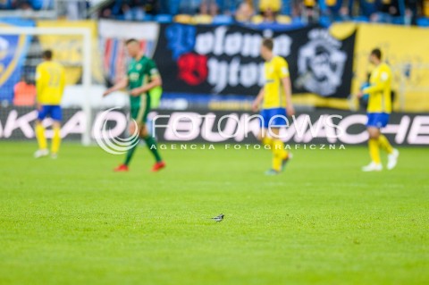  19.05.2018 GDYNIA<br />PILKA NOZNA - EKSTRAKLASA SEZON 2017/2018<br />MECZ ARKA GDYNIA - SLASK WROCLAW<br />N/Z PTAK SIEDZACY NA MURAWIE STADIONU ARKI GDYNIA PODCZAS MECZU<br /> 