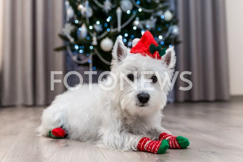 Pies w świątecznym stroju - ilustracyjne