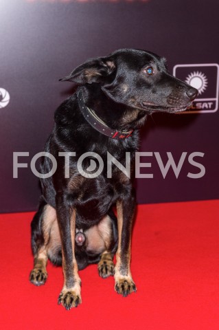  08.01.2019 WARSZAWA<br />
PREMIERA FILMU UNDERDOG<br />
N/Z PIES LASER<br />
 