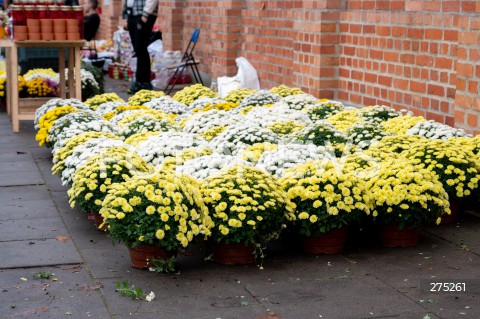  01.11.2022 WARSZAWA<br />
DZIEN WSZYSTKICH SWIETYCH<br />
CMENTARZ POWAZKOWSKI<br />
N/Z CHRYZANTEMY HANDEL PRZY CMENTARZU<br />
FOT. MARCIN BANASZKIEWICZ/FOTONEWS  